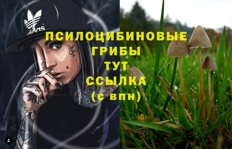 закладка  Тара  Псилоцибиновые грибы Psilocybe 